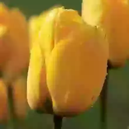 Golden Apeldoorn